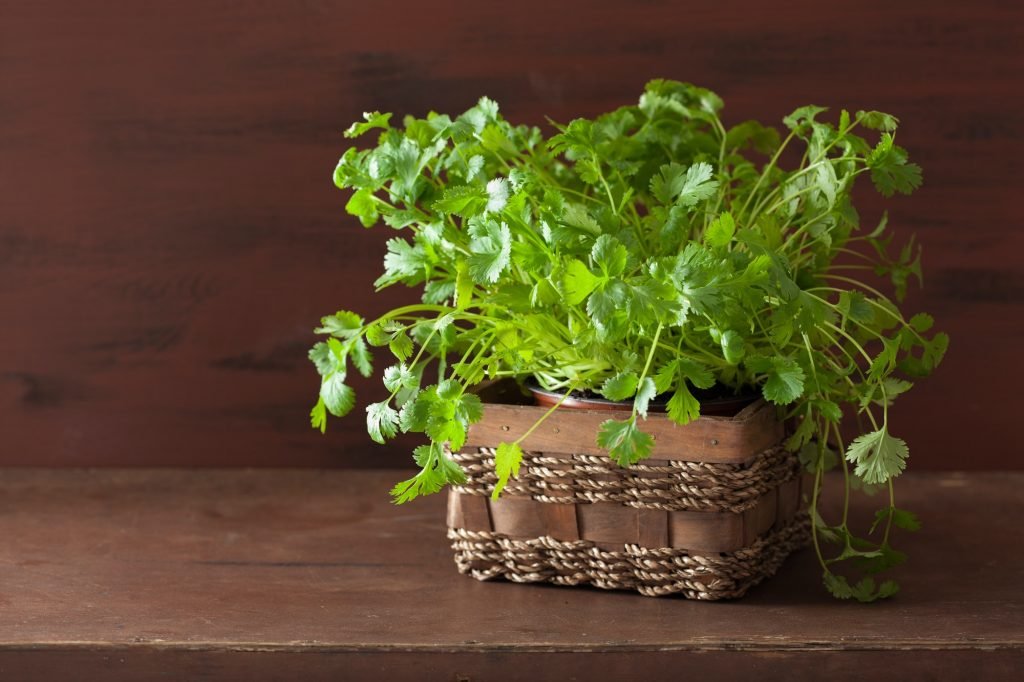 fresh cilantro herb in pot