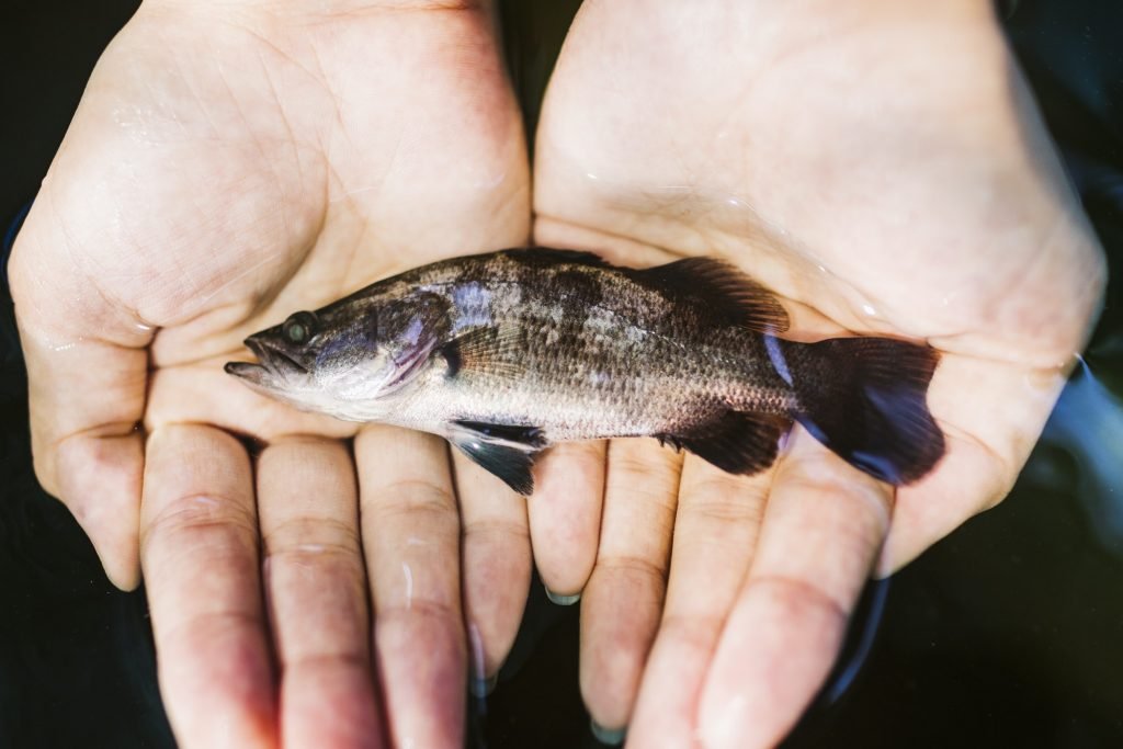 High angle close up of hands holding a small barramundi fish.