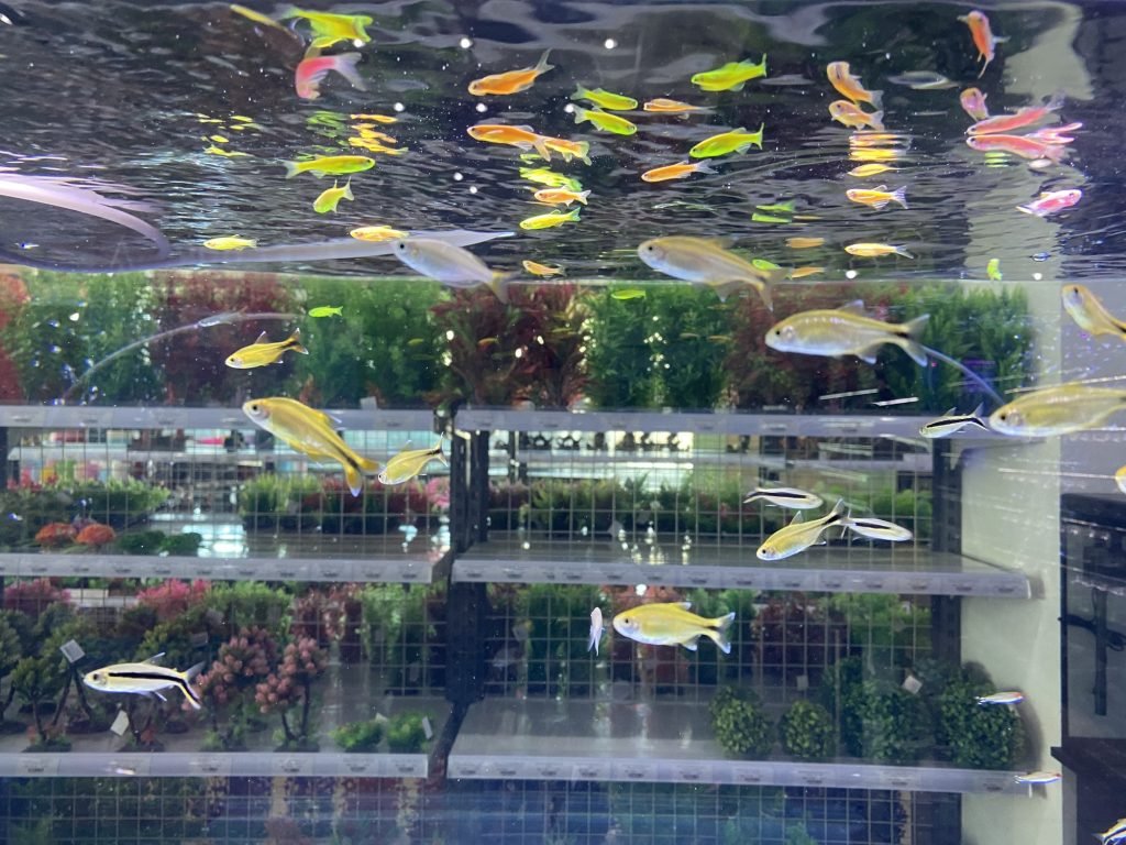 Colourful fishes in the aquarium