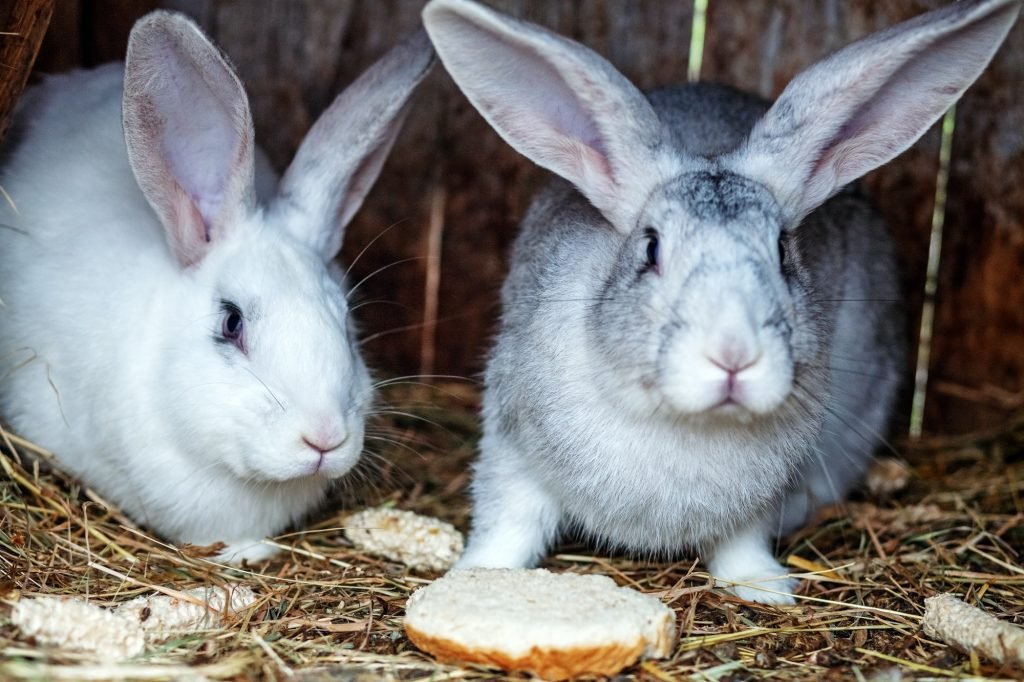 Pair rabbits on hay. The concept of a farm.