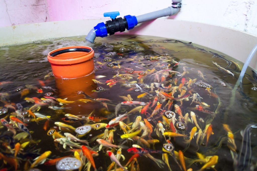 Various fish species in aquaponics system, combination of fish aquaculture with hydroponics