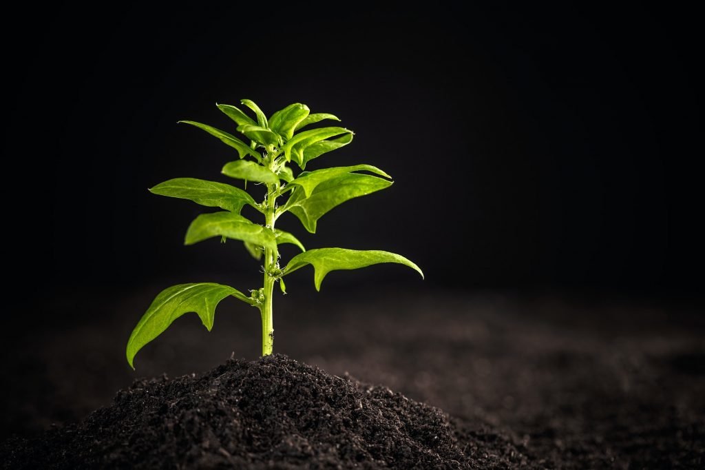 Young spinach plant