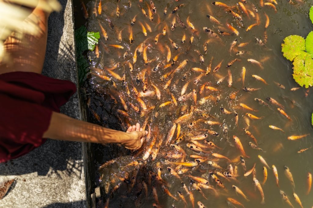 Close up of female that feeding fishes