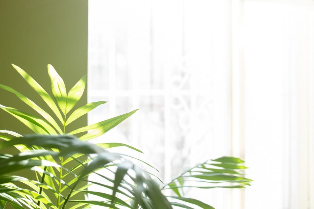 Green house plant - tropical palm in room near sunlit window. Blurred home garden backdrop.