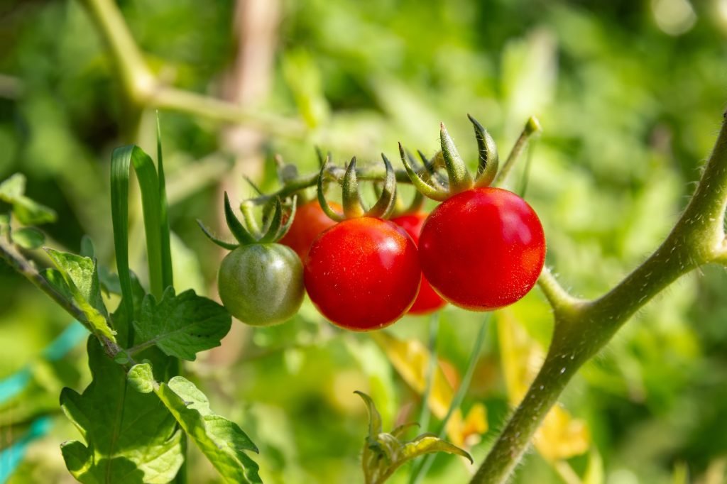 Cherry tomato cultivation in the vegetable garden. Close view