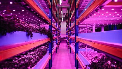 Aquaponic farm, sustainable business and artificial lighting.