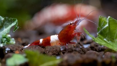 how to raise shrimp in aquaponics
