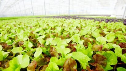 How Do You Grow Lettuce In Aquaponics
