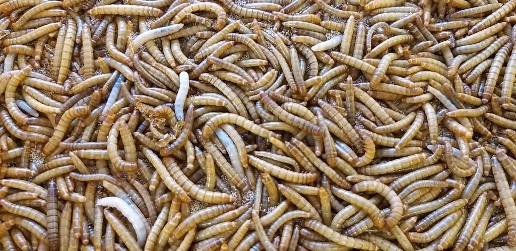Mealworms as fish food