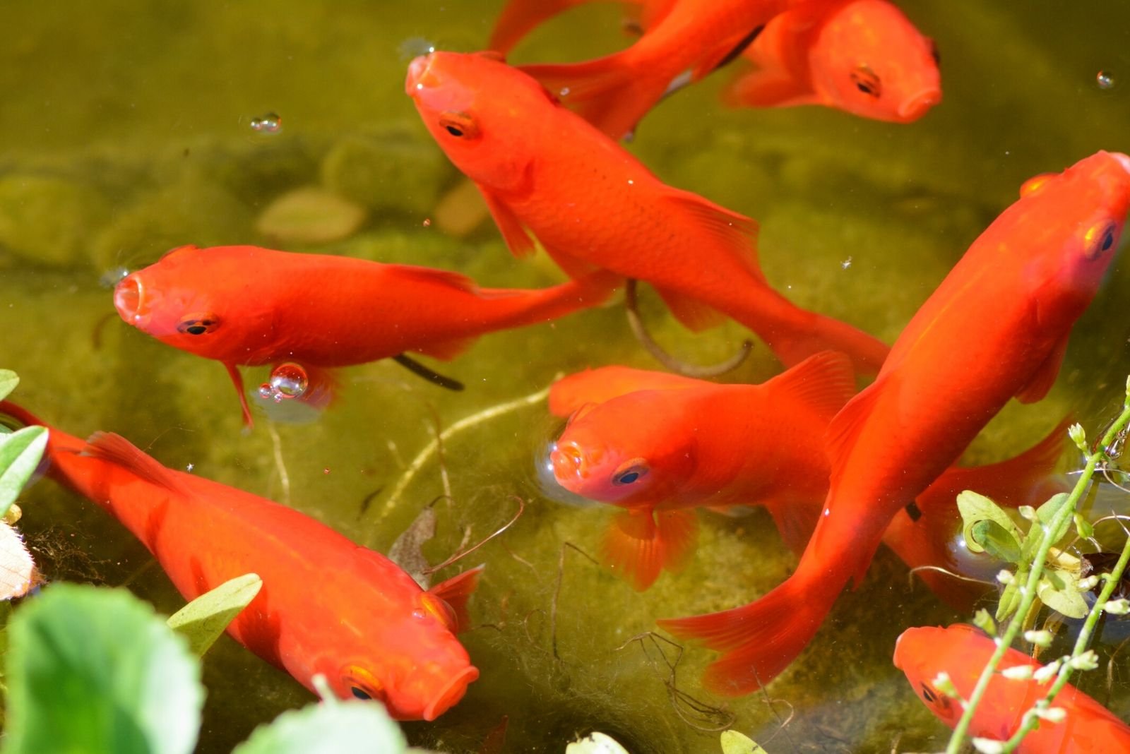 Raising Goldfish In Aquaponics Advantages, Requirements, And Breeding