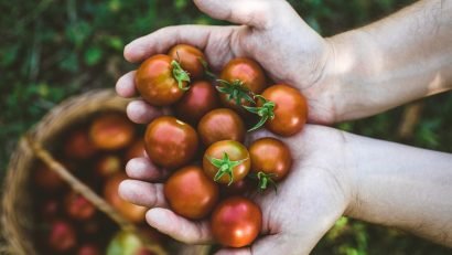 how to grow tomatoes in aquaponics