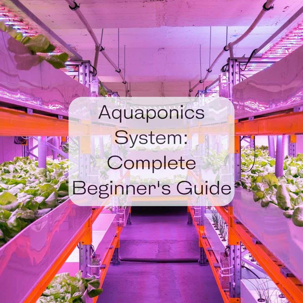 Ultimate Guide To Indoor Aquaponics Benefits, Media, Systems, And More