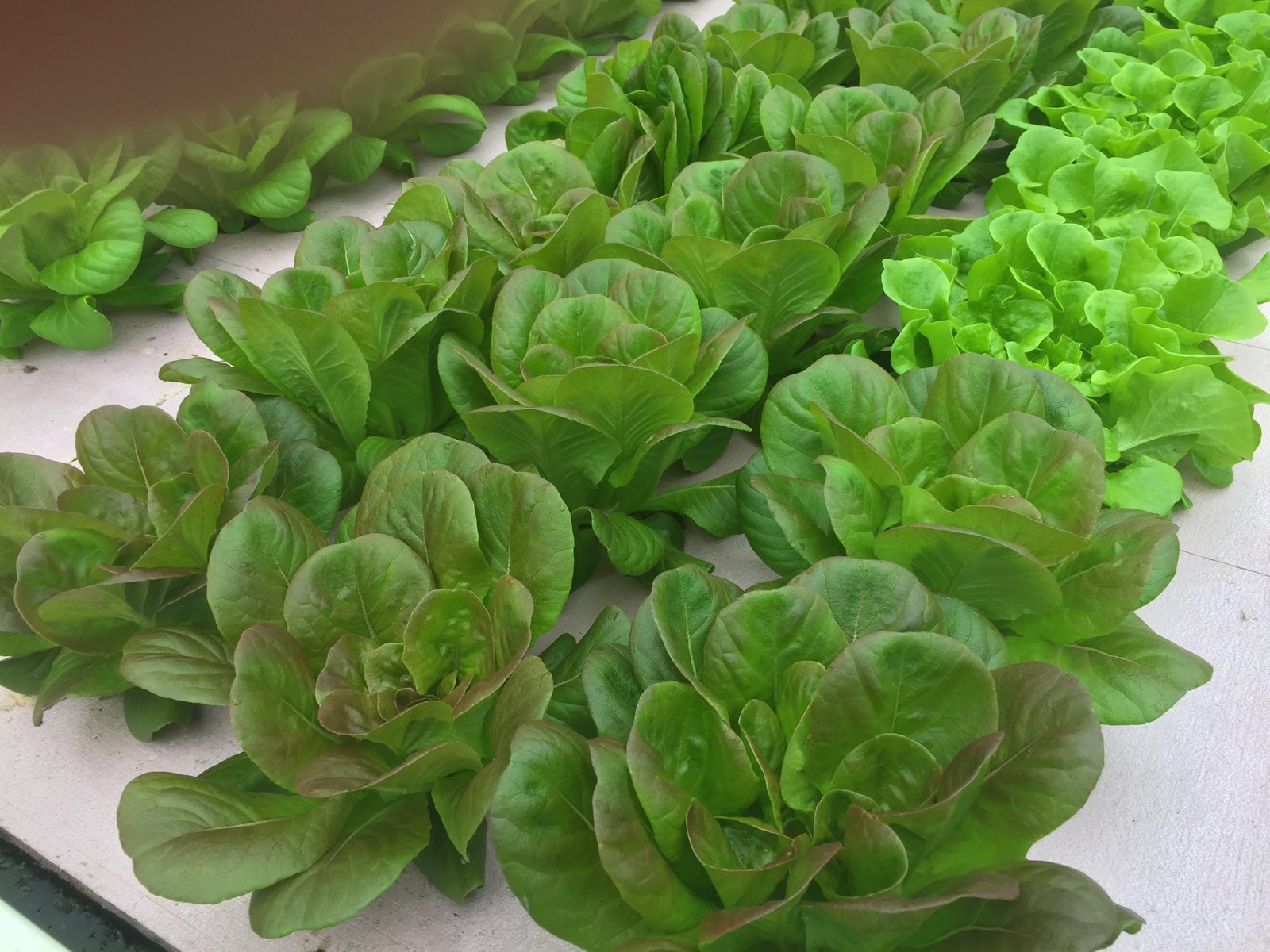 What Plants Grow Best In Aquaponics Aquaponics made simple