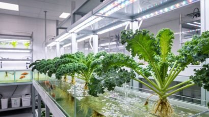 kale aquaponics nutrient management